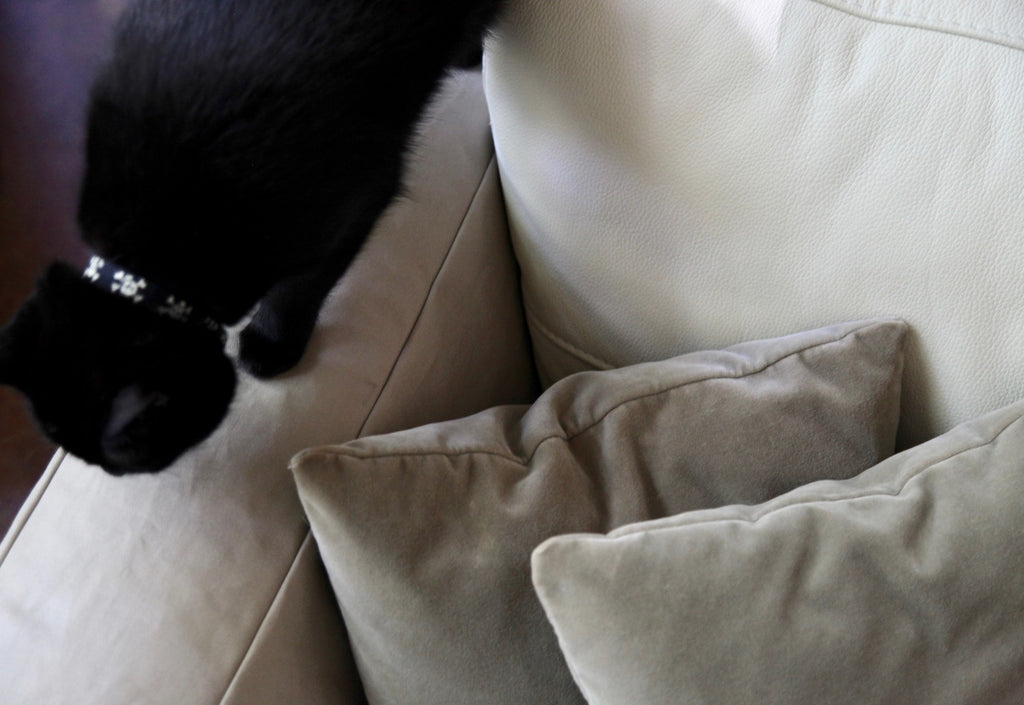 Couch Cover DIY: Keeping the Couch Safe from Dog and Cat Nails