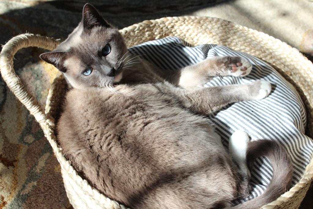 Basket Bed in Gray Stripe